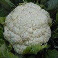 Капуста Цветная Белое совершенство-НК F1