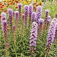 Лиатрис колосковый Кобольд