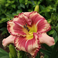 Лилейник гибридный Аутстандинг