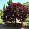 Бук лесной Purpurea Pendula на штамбе