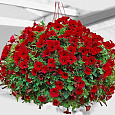 Петуния ампельная Эксплорер Скарлет