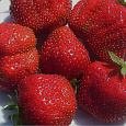 Земляника садовая Эльвира Земляника садовая Эльвира