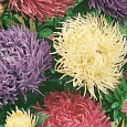 Астра коготковая Смесь окрасок