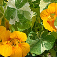 Настурция большая Золотой блик