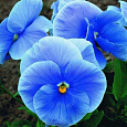 Анютины глазки Ясные кристаллы голубые