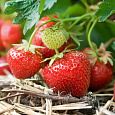 Земляника садовая Выставочная