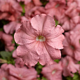 Петуния грандифлора Тритуния Салмон