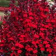 Лобелия прекрасная Scarlet Princess