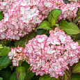 Гортензия крупнолистовая Мирей Гортензия крупнолистовая Мирей