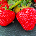 Земляника садовая Маэстро Земляника садовая Маэстро