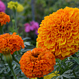 Бархатцы F1 Русский размер Бриллиант, смесь