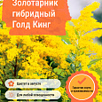 Золотарник гибридный Голд Кинг
