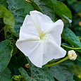 Ипомея лунноцветущая Белая
