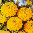 Цинния лиллипут Желтая