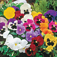 Виола крупноцветковая Инспайер Делюкс Макси Микс