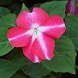 Бальзамин ампельный Тумблер Роуз Стар