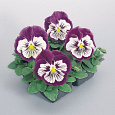 Виола крупноцветковая Кетс Парпл энд Вайт