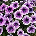 Петуния многоцветковая Бригитта F1