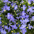 Лобелия прямостоячая Ривьера Скай Блю