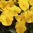 Виола крупноцветковая Инспайер Плюс Еллоу