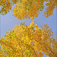 Тополь канадский Serotina Aurea
