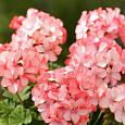 Пеларгония зональная Дивас Стар