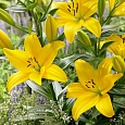 Лилия Yellow County Лилия Yellow County