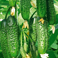 Огурец гибридный F1 Марьина роща