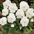 Виола крупноцветковая Экстрада Вайт