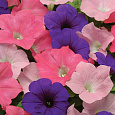 Петуния ампельная F1 Шок Вейв Вольт микс