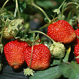 Земляника садовая Росинка