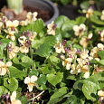 Виола (Фиалка, Анютины глазки) душистая Sulphurea