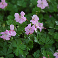 Герань (Аистов клюв) далматская
