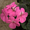 Пеларгония зональная Горизонт Роуз