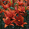 Лилия азиатская махровая Ред Твин